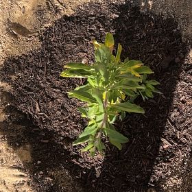 Photo of the plant species Eastern Baccharis by @BigFicus50 named Muhammad Ali on Greg, the plant care app