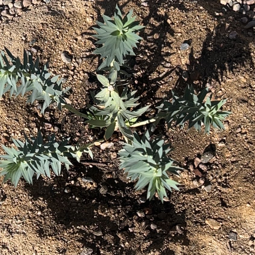 Photo of the plant species Gopher Plant by @BigFicus50 named Aria on Greg, the plant care app