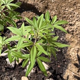 Photo of the plant species Vitex Agnus-Castus by @BigFicus50 named Rihanna on Greg, the plant care app