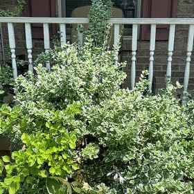 Photo of the plant species Japanese Spindle by @ZippyDuwei98 named Harry on Greg, the plant care app