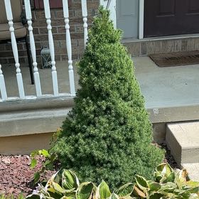 Photo of the plant species Mediterranean Cypress by @ZippyDuwei98 named Rihanna on Greg, the plant care app
