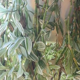 Photo of the plant species Pistachio White by @FoxyTutsan24 named Muhammad Ali on Greg, the plant care app