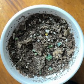 Photo of the plant species mother Of 1000 by @FoxyTutsan24 named Forrest on Greg, the plant care app