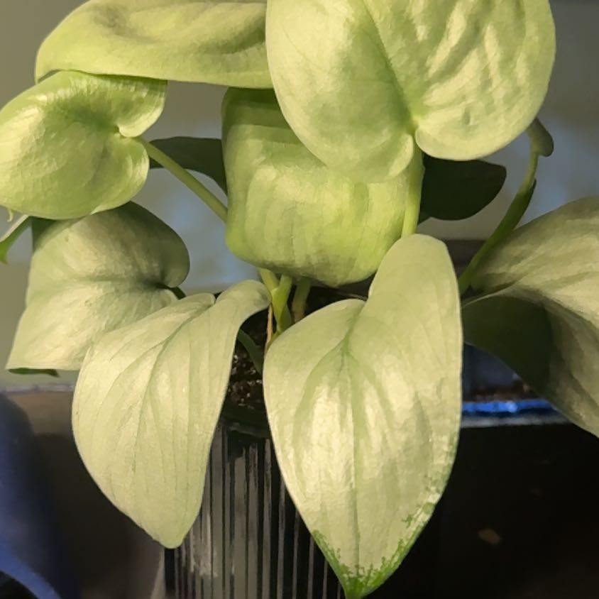Photo of the plant species Scindapsus pictus 'Silver Hero' by @NicoleLynn named Nemo on Greg, the plant care app