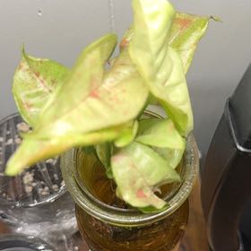 Photo of the plant species Arrowhead by @NicoleLynn named Doja Cat on Greg, the plant care app