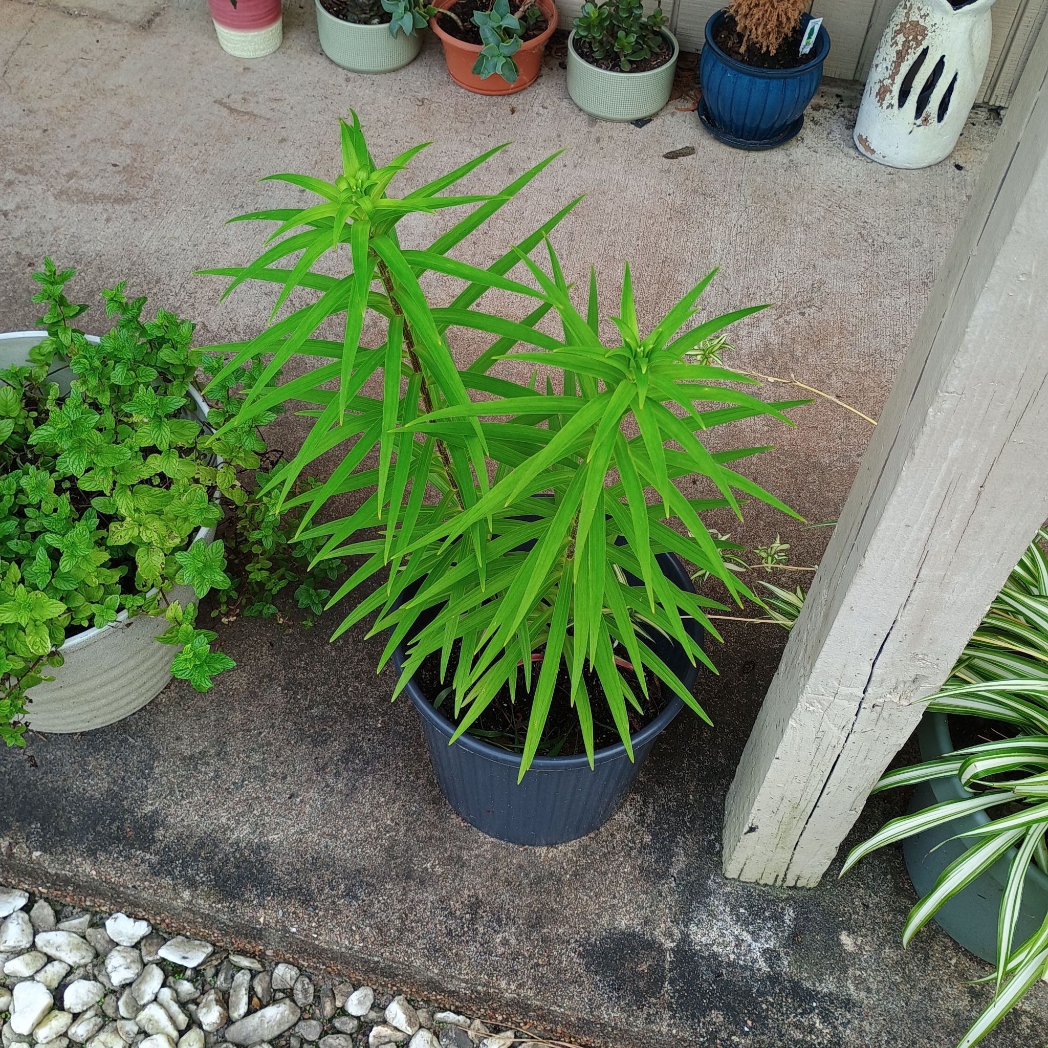 Photo of the plant species Double Tiger Lily by @nekosleko named Daphne on Greg, the plant care app