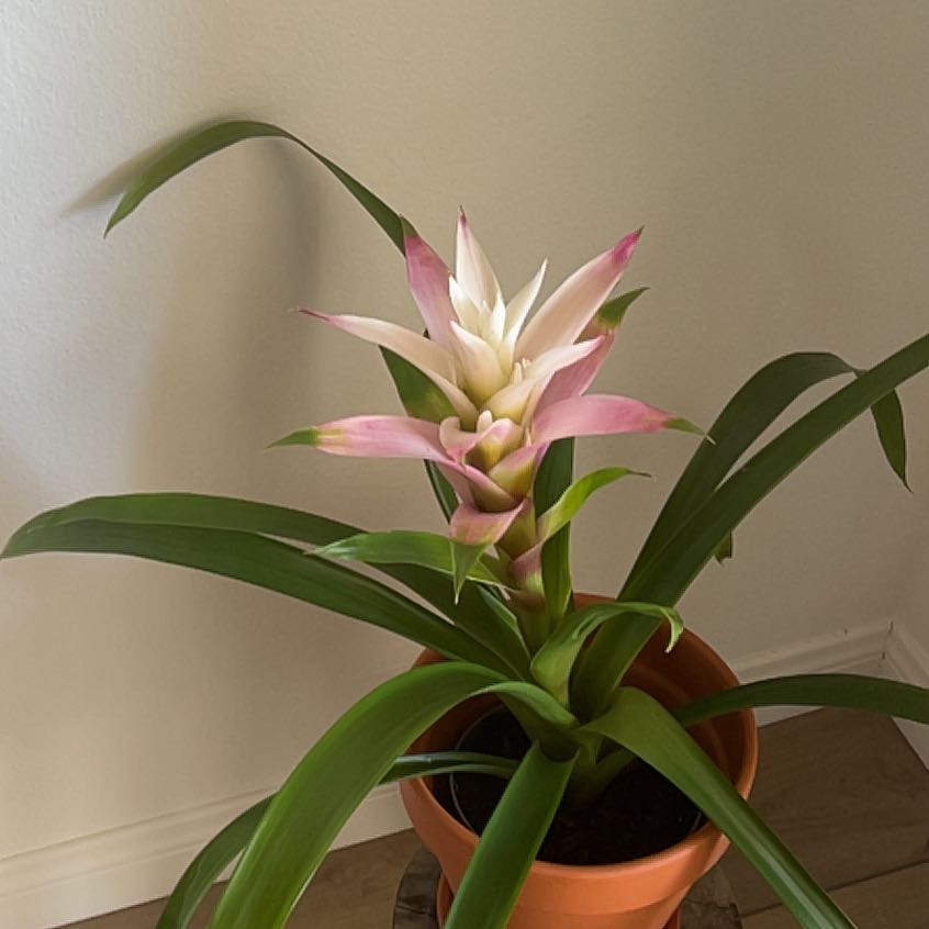 Photo of the plant species bromilad by @NiftyJuniper39 named Emerson on Greg, the plant care app