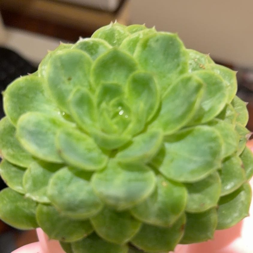 Photo of the plant species Succulent by @MeekGuayule23 named Dolores on Greg, the plant care app