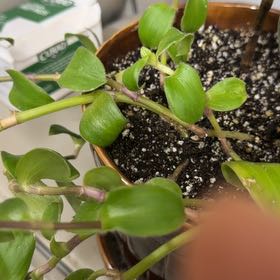 Photo of the plant species Tradescantia 'Green Hill' by @SirGrandfir31 named Green Hill on Greg, the plant care app