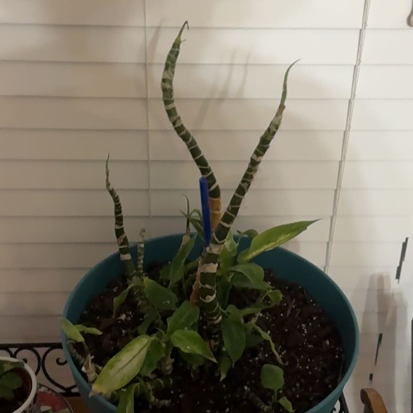 Photo of the plant species Dumbcane Tropic Snow by @NiceHeartleaf6 named Tree Diddy on Greg, the plant care app