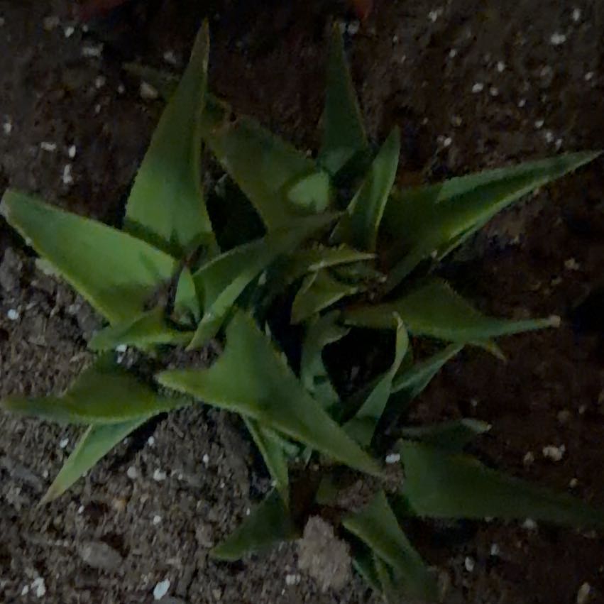 Photo of the plant species False Aloe by @MoneyedBibi66 named Xena on Greg, the plant care app