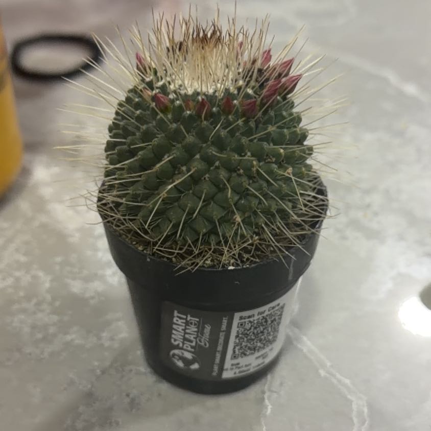 Photo of the plant species Mammillaria spinosissima 'Un Pico' by @TidyCoconut41 named Planty on Greg, the plant care app