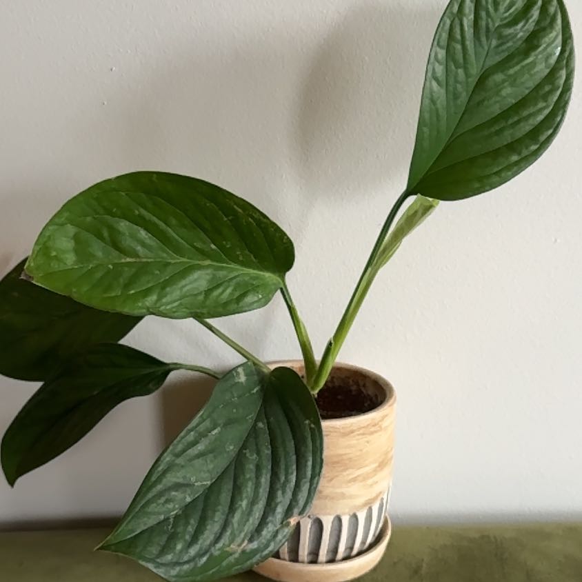 Photo of the plant species Monstera pinnatipartita 'Siam' by @ohnodrim named Dax on Greg, the plant care app