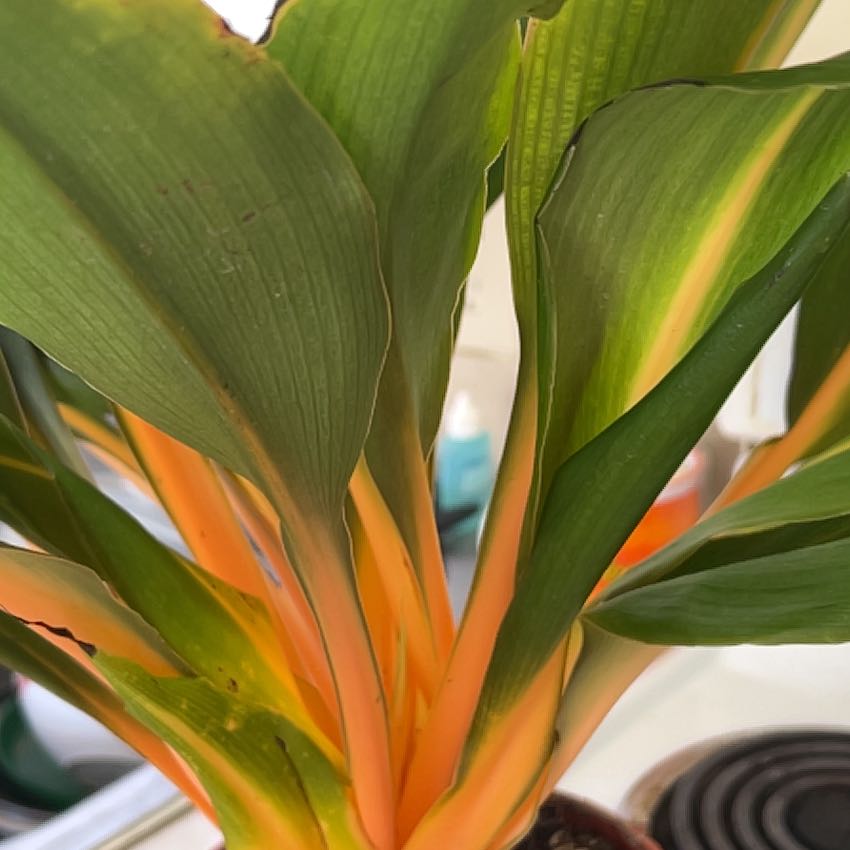 Photo of the plant species Scarlet Spiral-Ginger by @FineShadbush91 named Rainier on Greg, the plant care app