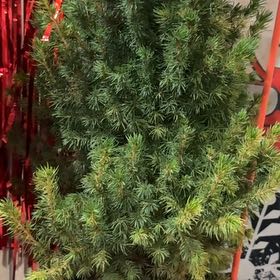 Photo of the plant species Pine Tree by @HoneyedPawpaw35 named Planty on Greg, the plant care app