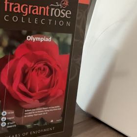 Photo of the plant species Olympiad Rose by @ChicBookaloe65 named Mando on Greg, the plant care app