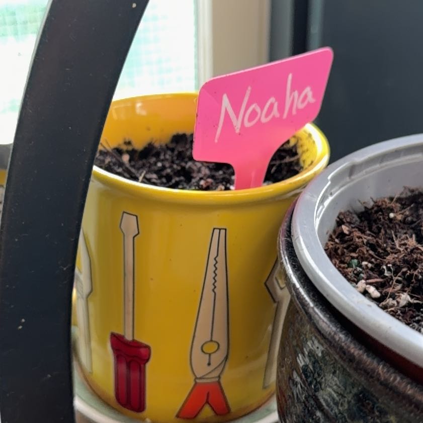 Photo of the plant species Loofah by @HonoraryJade6 named Noah’s on Greg, the plant care app