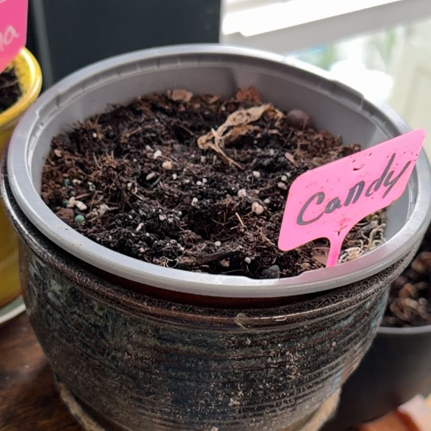 Photo of the plant species Loofah by @HonoraryJade6 named Candy on Greg, the plant care app