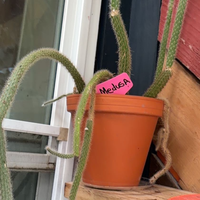 Photo of the plant species Mexican Night-Bloom Cereus by @HonoraryJade6 named Medusa on Greg, the plant care app