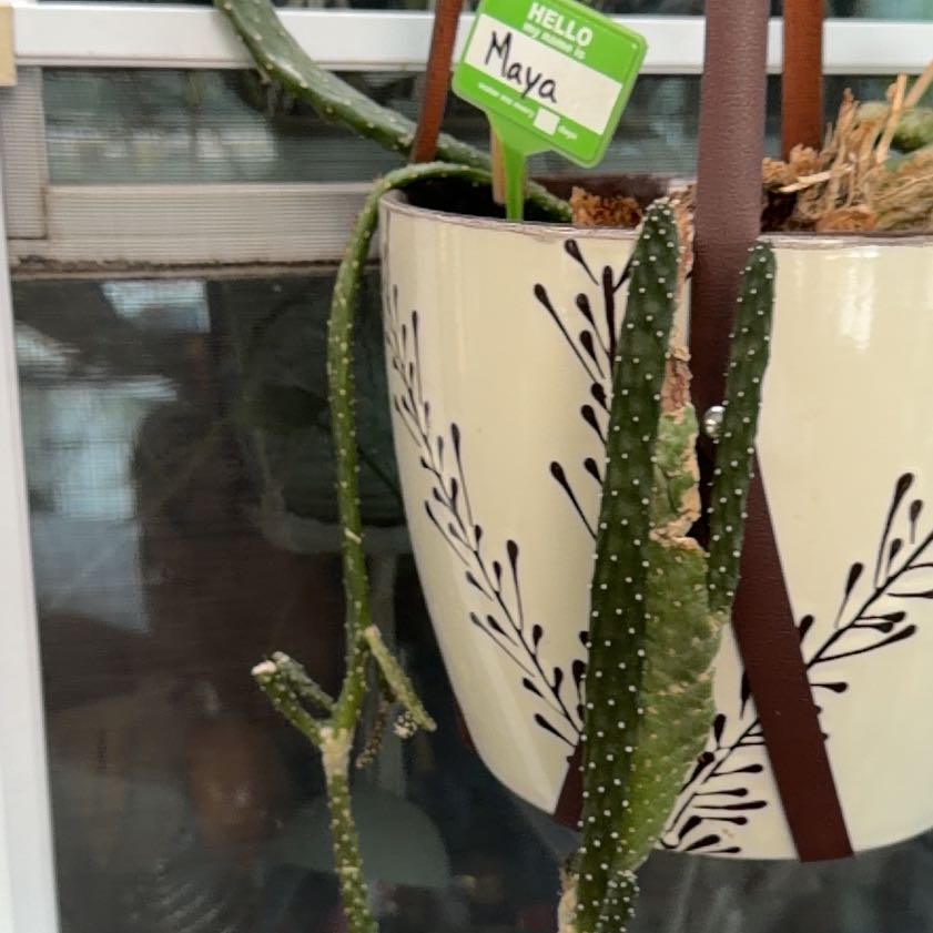 Photo of the plant species Road Kill Cactus by @HonoraryJade6 named Maya on Greg, the plant care app