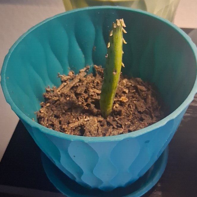 Photo of the plant species mother Of 1000 by @GreatChosmo15 named Gregarious on Greg, the plant care app