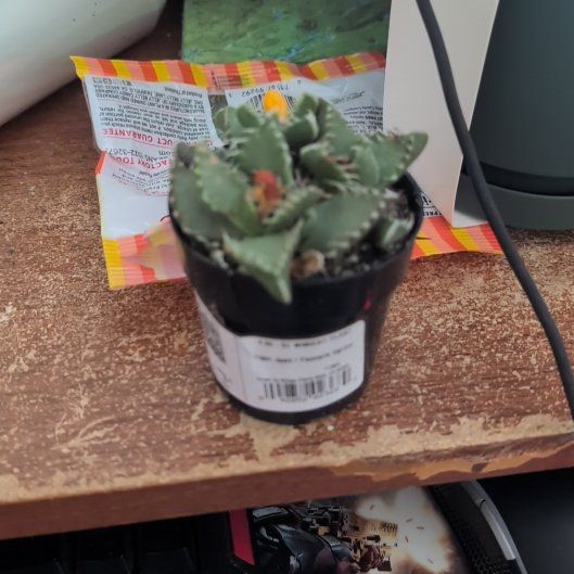 Photo of the plant species Faucaria felina by @GoodeyGoodz named Remington on Greg, the plant care app