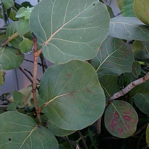 Photo of the plant species Seagrape by @EconomicAtom98 named Michelle Branch on Greg, the plant care app