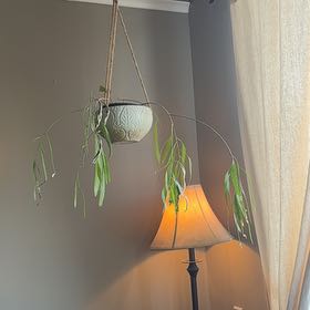 Photo of the plant species Red Rhipsalis by @FunComet11 named Sol on Greg, the plant care app