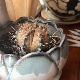 Photo of the plant species Goat's Horn Cactus by @FunComet11 named Fernie Saunders on Greg, the plant care app