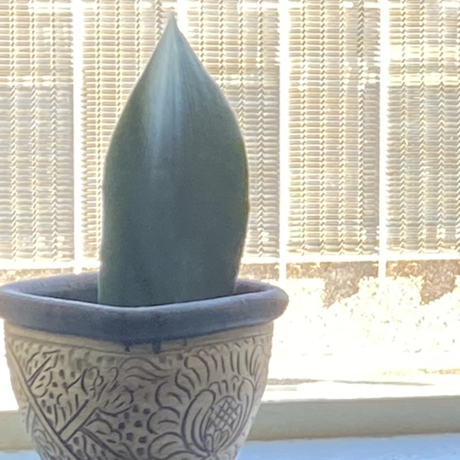 Photo of the plant species Sansevieria by @FunComet11 named Sharky on Greg, the plant care app