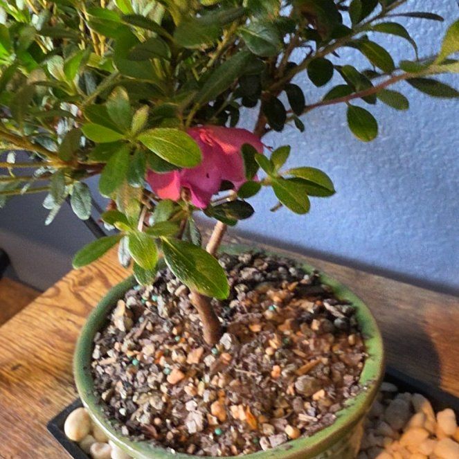 Photo of the plant species Pink Azalea by @GroovyPetunia42 named Fernie Saunders on Greg, the plant care app