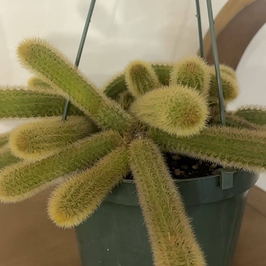 Photo of the plant species Golden Rats Tail by @SocialMakura86 named Greta Gerwig on Greg, the plant care app