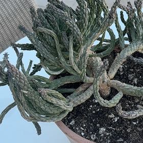 Photo of the plant species Medusa's Head by @SocialMakura86 named Cleopatra on Greg, the plant care app