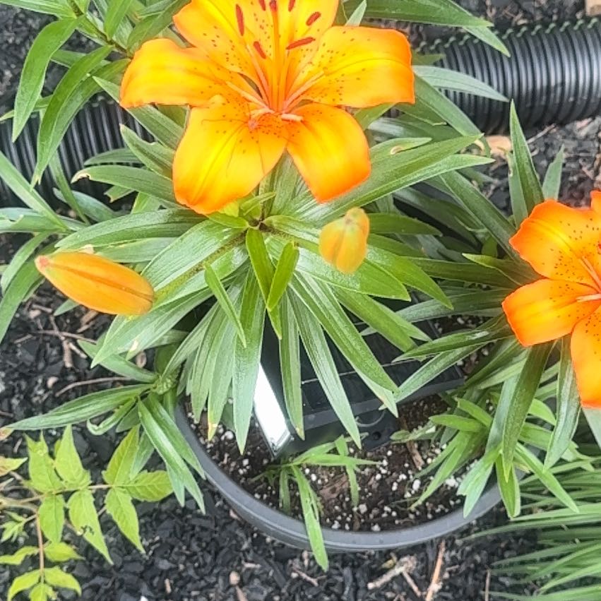 Photo of the plant species Orange Lily by @BubblyRambutan named Rainier on Greg, the plant care app
