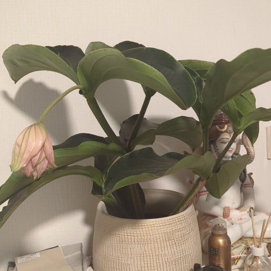 Photo of the plant species Medillina by @ComradeGollum69 named Michelle Branch on Greg, the plant care app