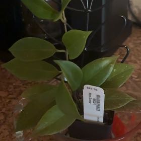 Photo of the plant species Hoya obscura by @SlinkyDevilsfig named Hamilton on Greg, the plant care app