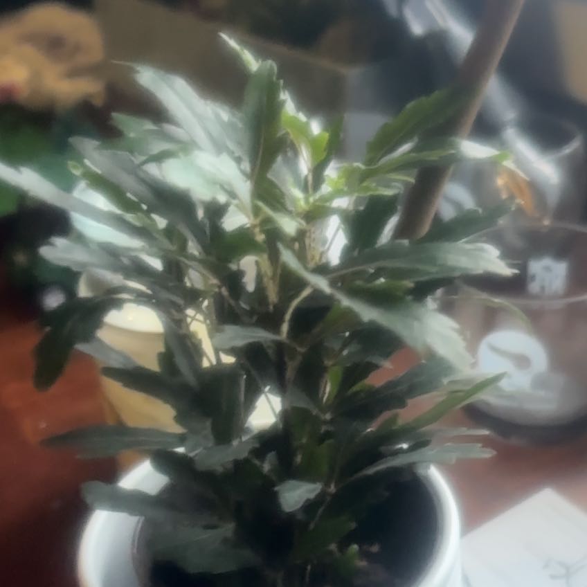 Photo of the plant species Exotic Angel Plant by @Ryndizzle named Eva on Greg, the plant care app