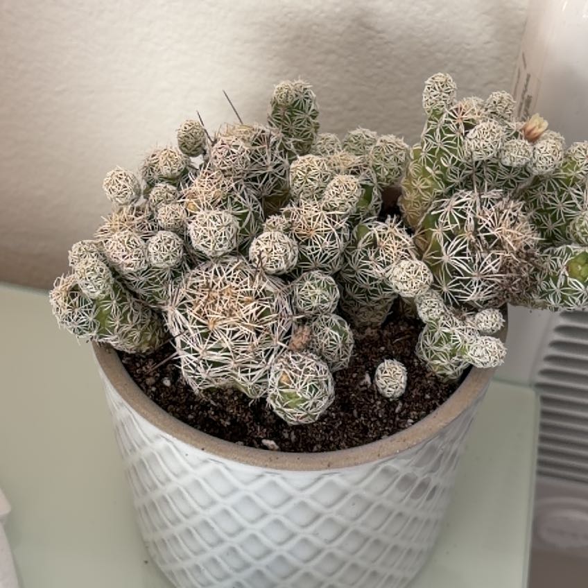 Photo of the plant species Thimble Cactus by @YesHeather11 named Miley on Greg, the plant care app