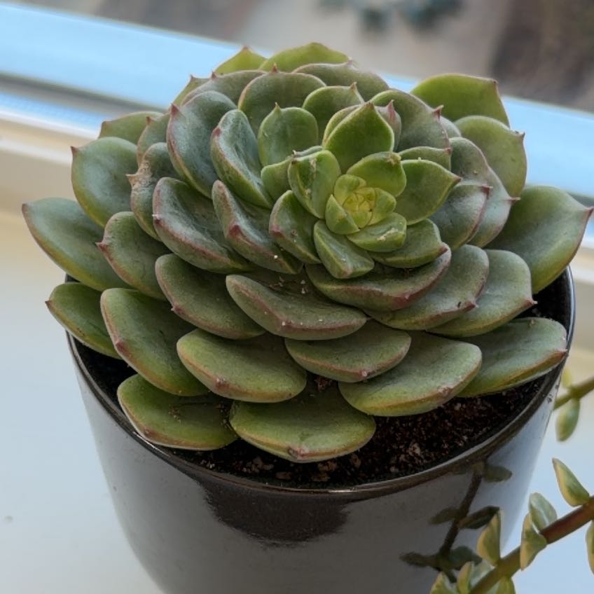 Photo of the plant species Elfstone by @YesHeather11 named Scarlett on Greg, the plant care app