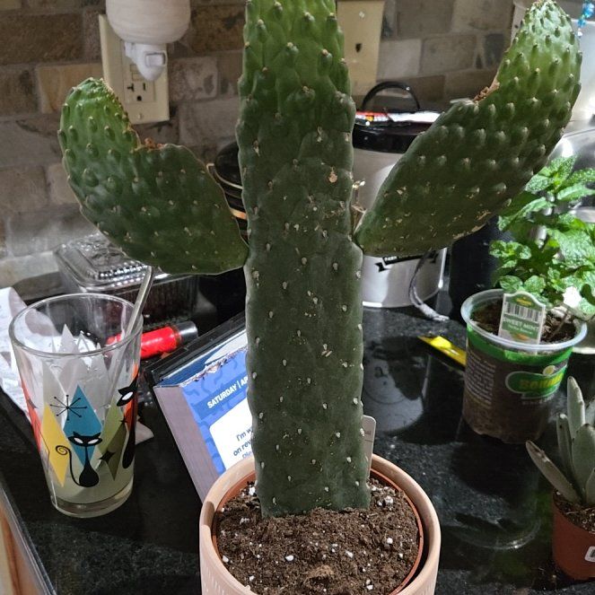 Photo of the plant species Woolyjoint Prickly Pear by @AdmiredBaibua49 named Baesil on Greg, the plant care app