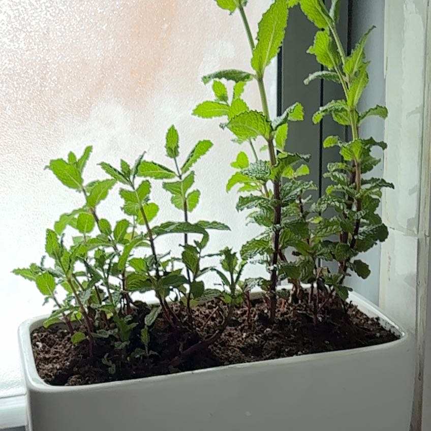 Photo of the plant species Mojito Mint by @OrganicMostii39 named Mojito on Greg, the plant care app