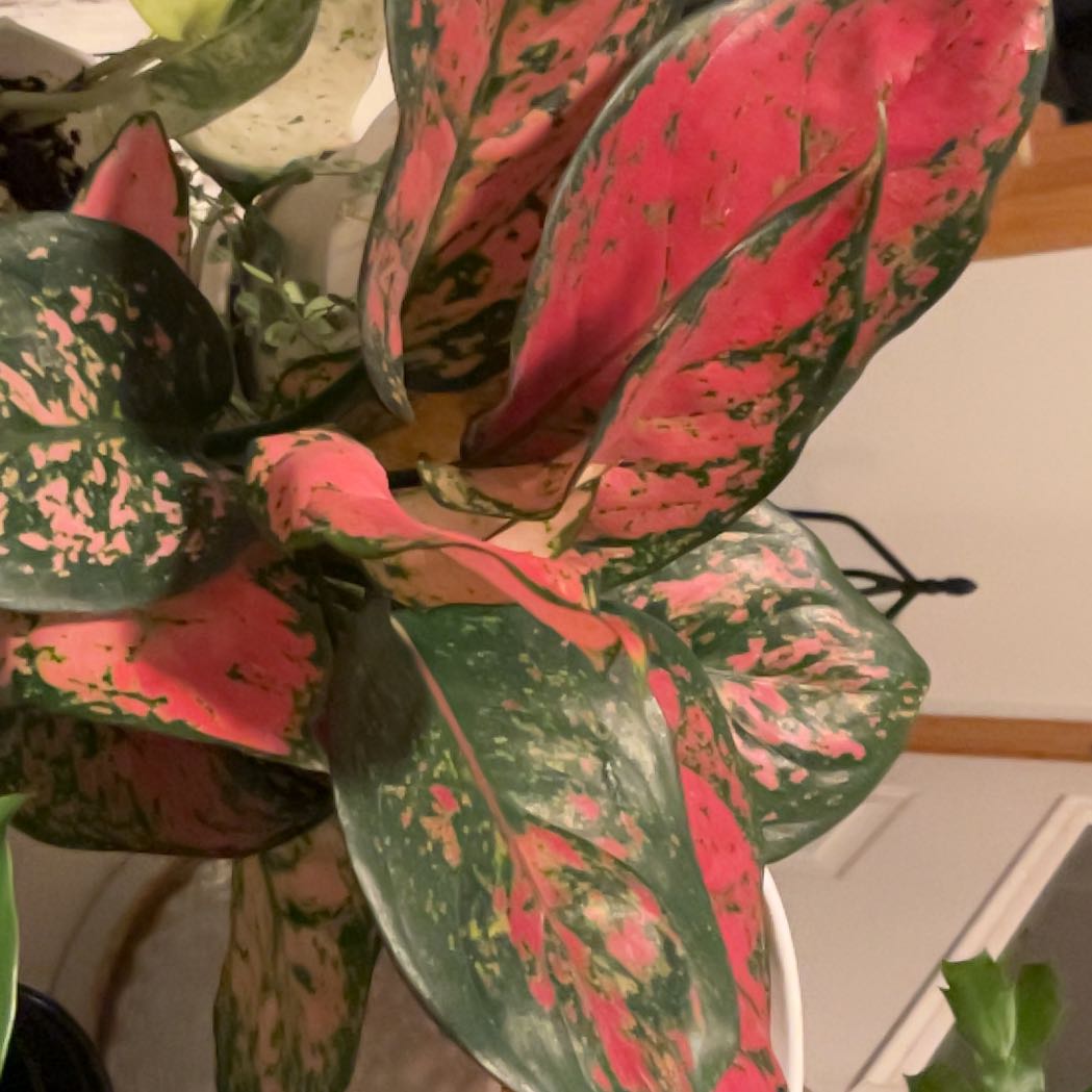 Photo of the plant species Aglaonema Red Valentine Chinese Evergreen by @FitPandan25 named Orwell on Greg, the plant care app