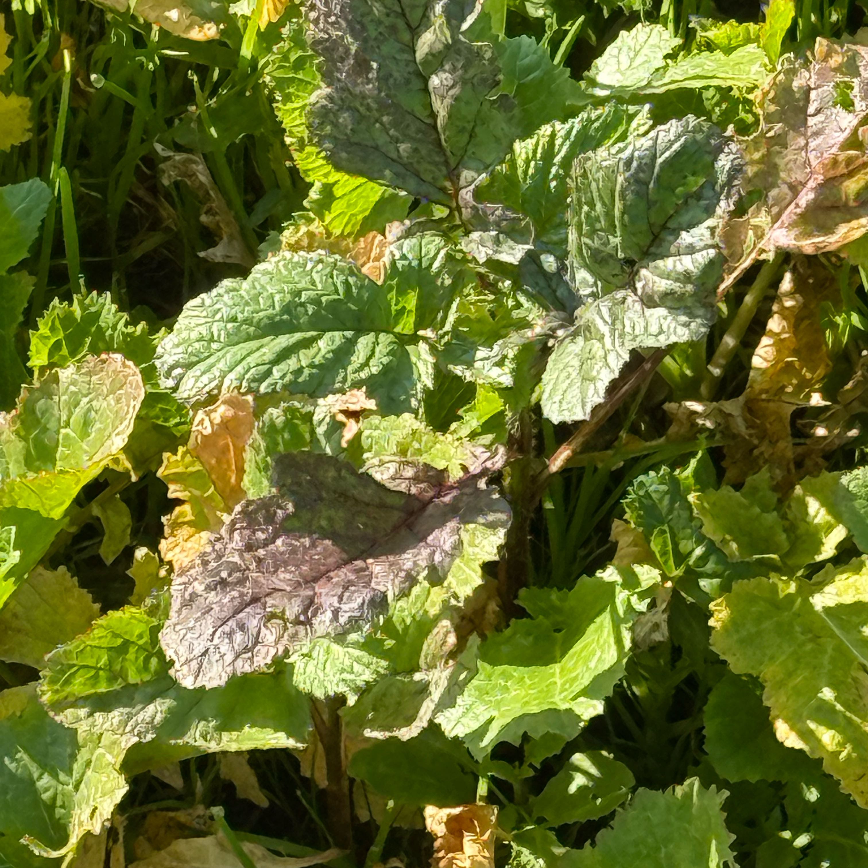 Photo of the plant species Chinese Mustard by @SharpDropwort80 named Sonora on Greg, the plant care app