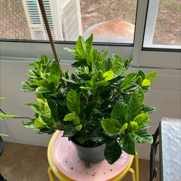 Photo of the plant species Rubus gardenerianus by @HelpfulBlue7 named Luna on Greg, the plant care app