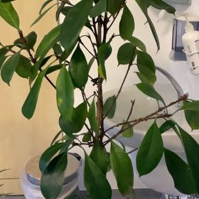Photo of the plant species Ficus cyathistipuloides by @TrySafflower57 named Harmony on Greg, the plant care app
