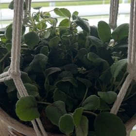 Photo of the plant species Vicks Plant by @UnspoiledRimu95 named Gregarious on Greg, the plant care app