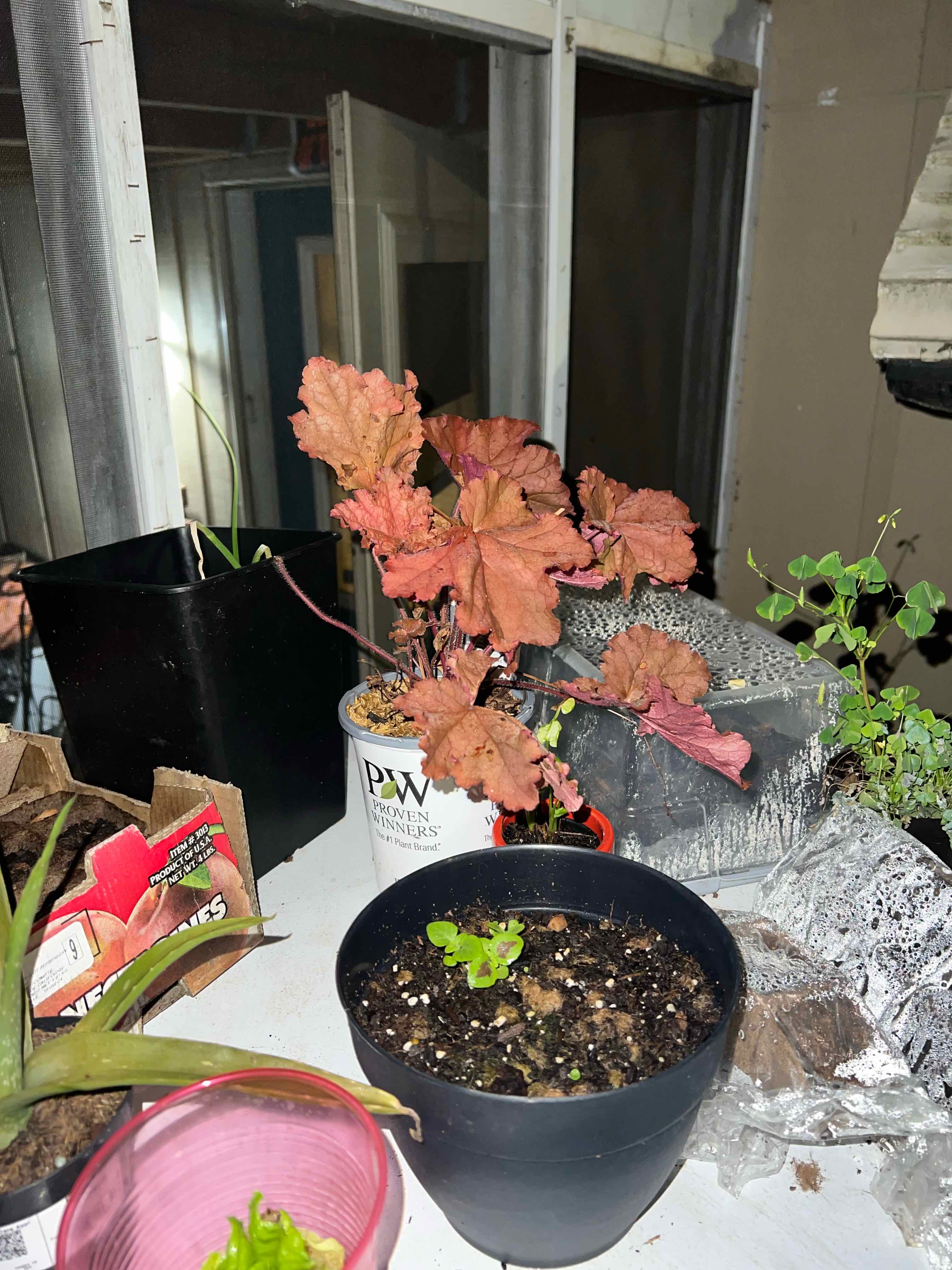 Photo of the plant species Coral Bells by @DefiniteBuroak named Einstein on Greg, the plant care app