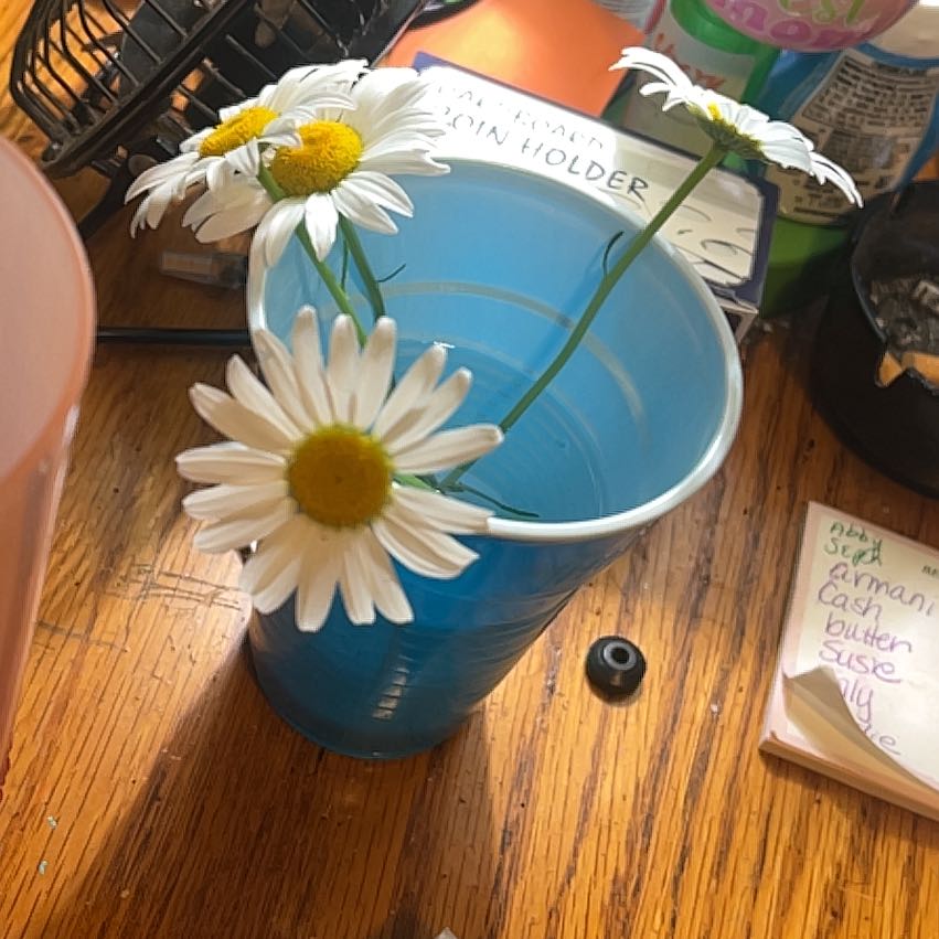Photo of the plant species Ox-Eye Daisy by @DefiniteBuroak named Kesha on Greg, the plant care app