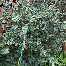 Photo of the plant species Thorny Olive by @DefiniteBuroak named Elle on Greg, the plant care app