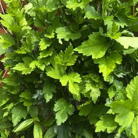Photo of the plant species Rose Of Sharon by @DefiniteBuroak named James Dean on Greg, the plant care app